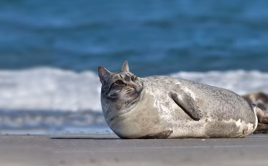 Hải cẩu khi lai với mèo cũng được thừa hưởng toàn bộ nét đáng yêu và sang chảnh của loài thú cưng nổi tiếng bậc nhất thế giới.
