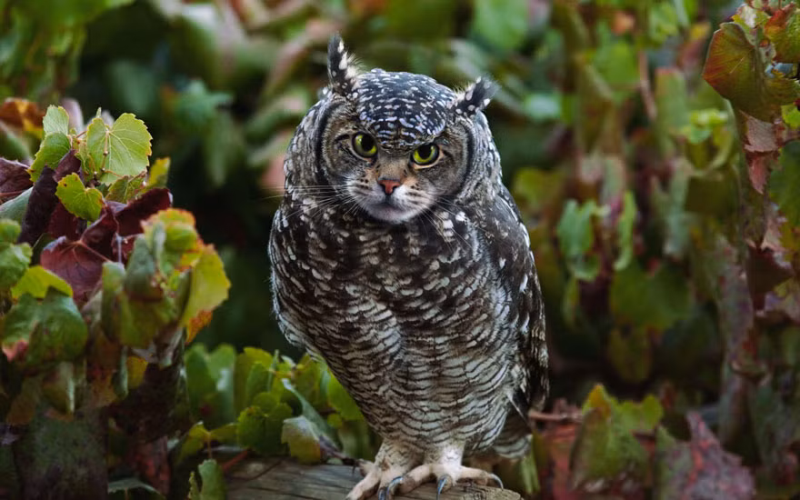 Đây là sự kết hợp hoàn hảo giữa cú và mèo.