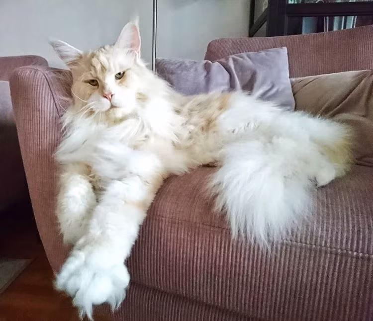 Hiện tại, trang Instagram của chú mèo khổng lồ Lotus đã có tới hơn 120.000 người hâm mộ, theo dõi.