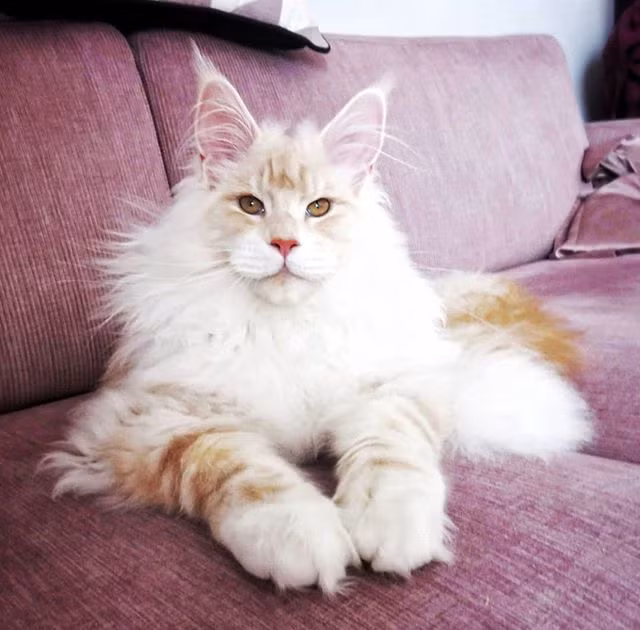 Thế nhưng khi nằm nghỉ hoặc tương tác với chủ nhân, Lotus mới khoe trọn vẻ oai nghiêm, hùng dũng và kích thước khủng của mình.