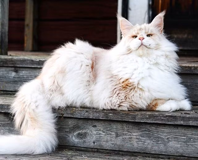 Mới đây, Lotus, một con mèo Maine Coon bỗng trở nên nổi tiếng trên khắp thế giới nhờ kích thước khổng lồ của mình.