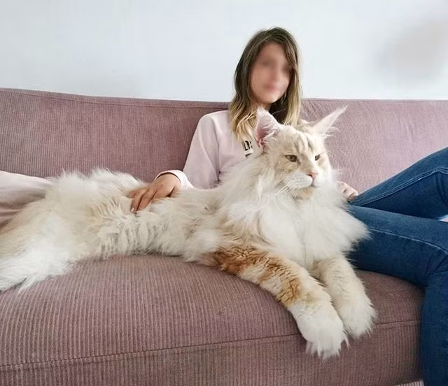 Mèo Maine Coon là một trong những giống mèo được thuần hóa lớn nhát thế giới. Mèo khổng lồ này không chỉ đẹp mà còn vô cùng thu hút bởi vẻ ngoài đậm chất quý tộc, hoàng gia của mình.