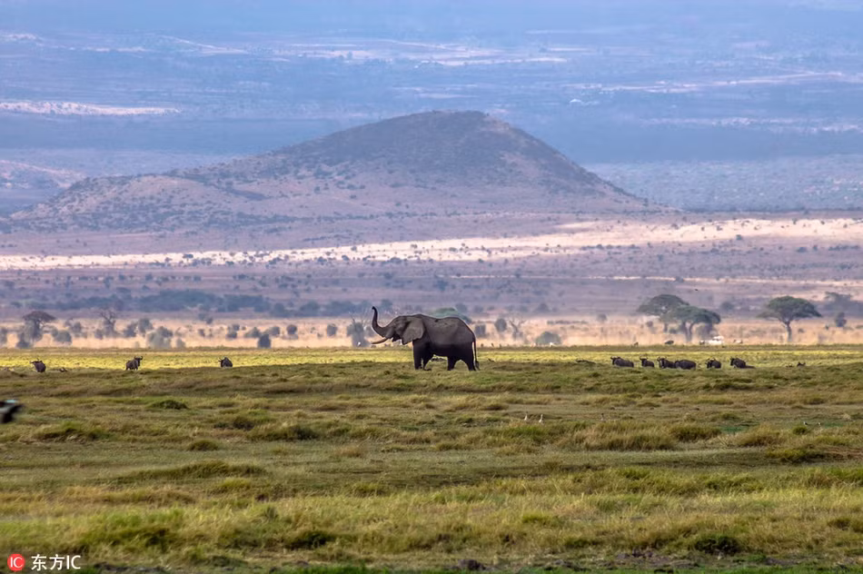 Cảnh voi khổng lồ "cực ngầu" chứng tỏ đẳng cấp - Hình 2 Canh voi khong lo
