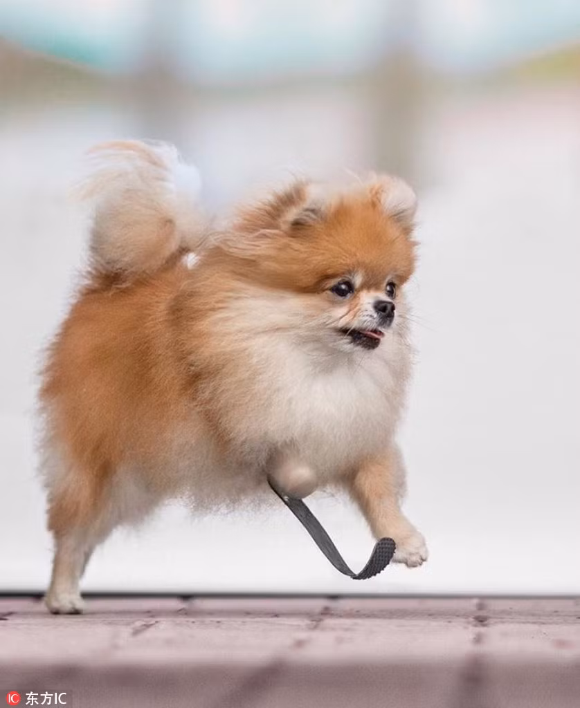 Được biết, khi mới 4 tháng tuổi, Minzi gặp tai nạn và gãy chân phải phía trước.