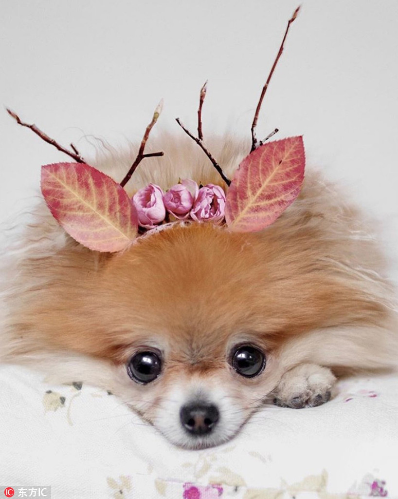 Thay vì buồn bã và đau khổ vì khuyết tật, cô chó đáng yêu và nghị lực này nhanh chóng lấy lại được niềm vui và thích nghi với cuộc sống mới.