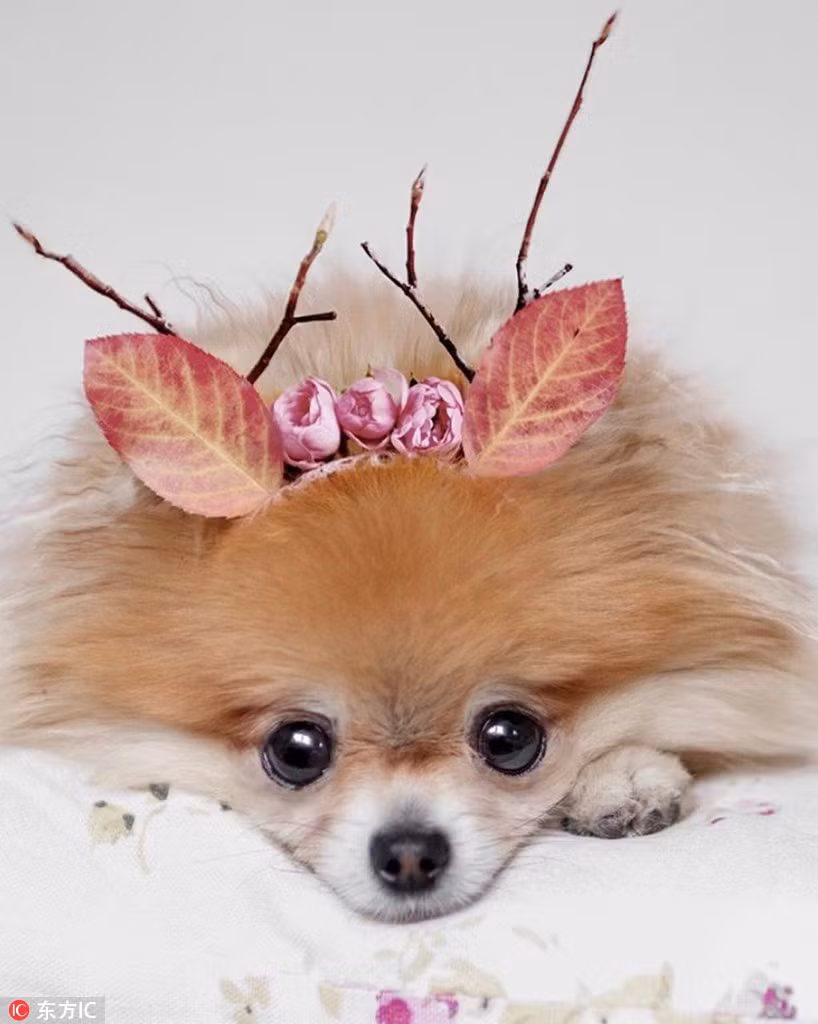 Thay vì buồn bã và đau khổ vì khuyết tật, cô chó đáng yêu và nghị lực này nhanh chóng lấy lại được niềm vui và thích nghi với cuộc sống mới.