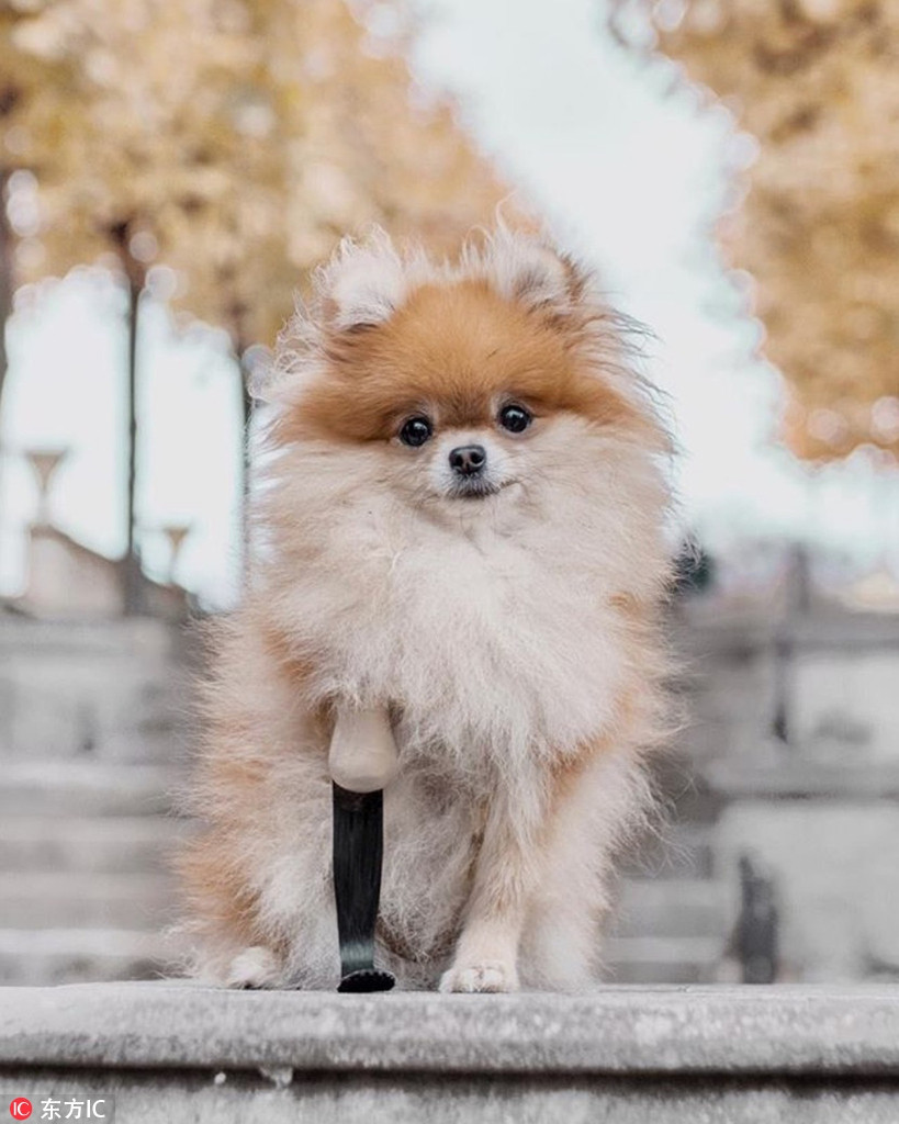 Sau một thời gian thích nghi, Minzi hoàn toàn làm chủ được chiếc chân giả của mình.