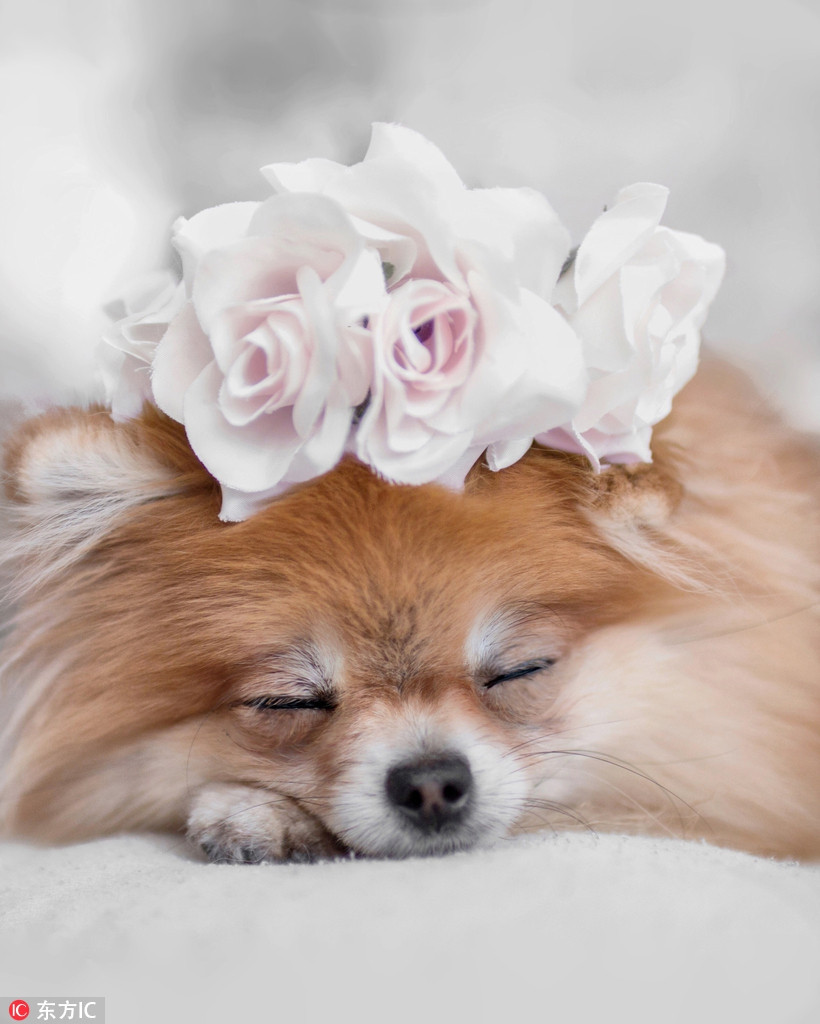 Cô chó này buộc phải thực hiện ca phẫu thuật cắt cụt và lắp chân giả.