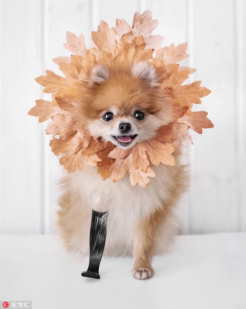 Mặc dù được điều trị và phẫu thuật kịp thời, thế nhưng không may, các bác sĩ vẫn không thể giữ lại được chân của Minzi.