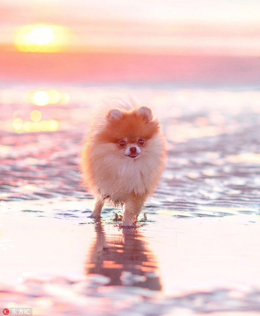 Mặc dù bị mất một chân trong tai nạn bất ngờ, thế nhưng cô chó xinh xắn giống Pomeranian có tên là Minzi, ở Đức có lẽ vẫn là một trong những con chó hạnh phúc nhất thế giới.