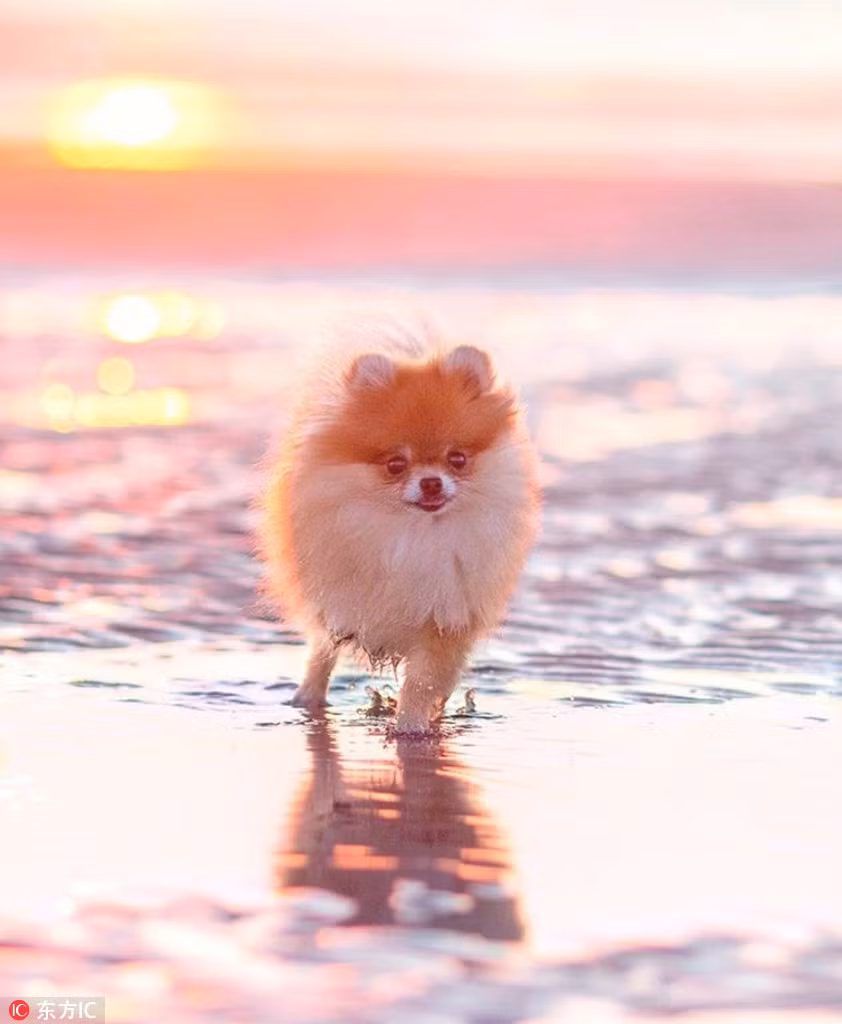 Mặc dù bị mất một chân trong tai nạn bất ngờ, thế nhưng cô chó xinh xắn giống Pomeranian có tên là Minzi, ở Đức có lẽ vẫn là một trong những con chó hạnh phúc nhất thế giới.