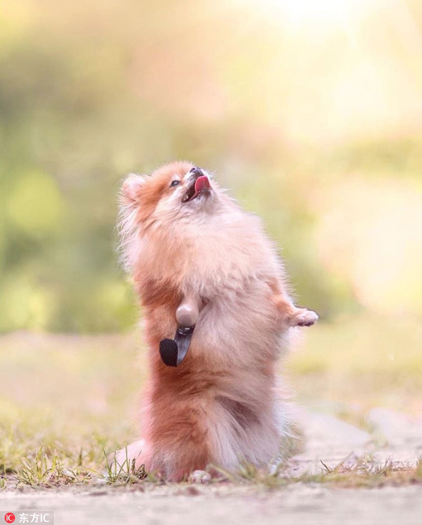 Sau khi hồi phục, chủ nhân của Minzi đã rất lo lắng, sợ rằng chó cưng sẽ không thể thích ứng với cơ thể khuyết tật và chiếc chân giả.