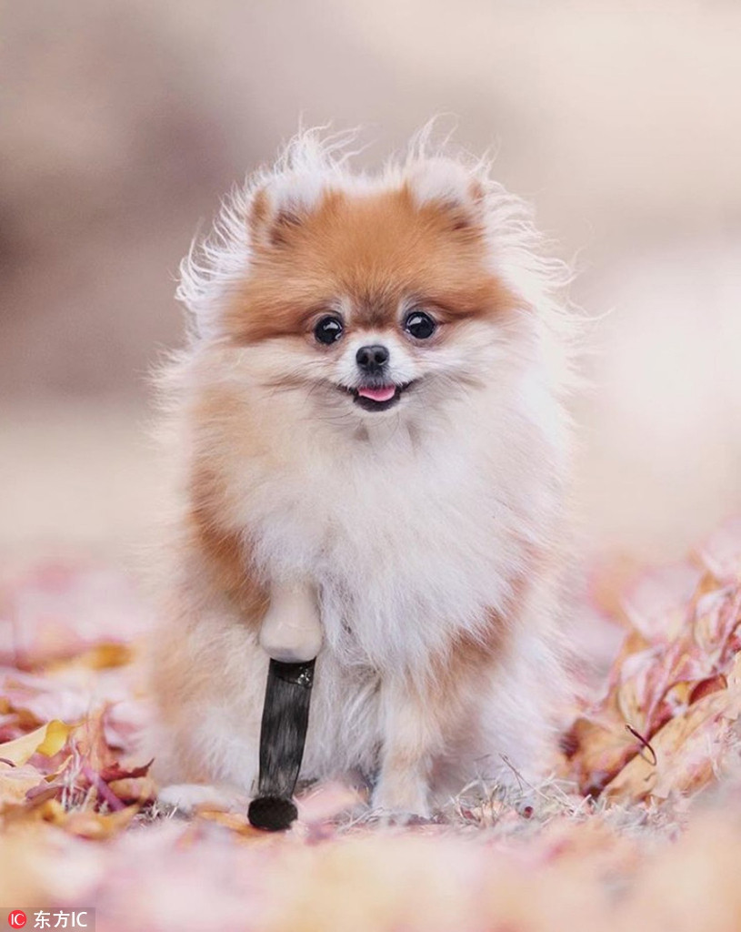 Theo thông tin đăng tải, Minzi, 3 tuổi hiện đang sống ở Oldenburg, Đức cùng với chủ nhân của mình là Sandra và Andre.