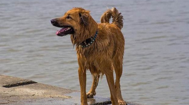 Chu cho vuot 100km quay ve can chu vi dieu bat ngo