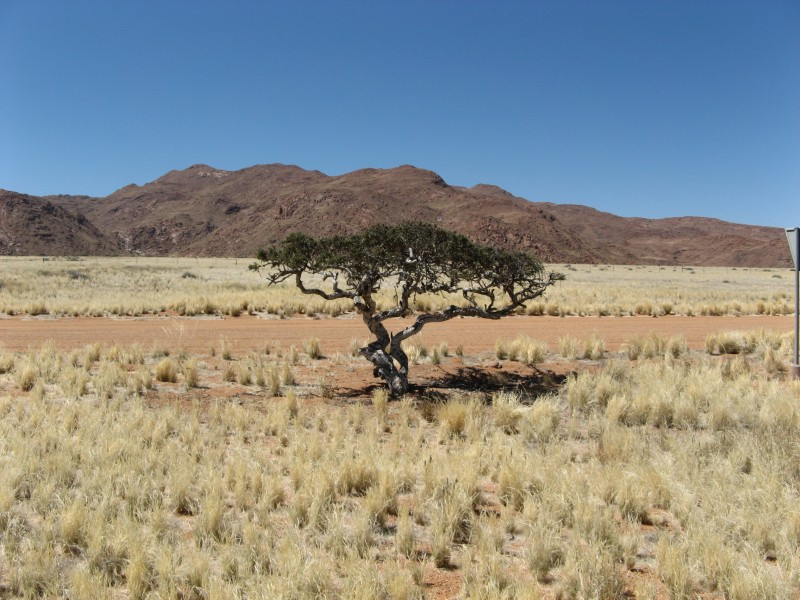 Theo Paul Goldstein, cây sinh mệnh là loài cây yêu thích của ông ở châu Phi. Đứng một mình trên thảo nguyên châu Phi, bất kể thời tiết ra sao, thay đổi như thế nào, cây sinh mệnh vẫn không thay đổi, giống như kẻ lính gác của thời gian.