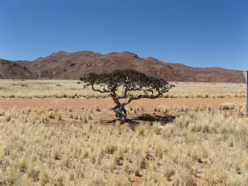 Theo Paul Goldstein, cây sinh mệnh là loài cây yêu thích của ông ở châu Phi. Đứng một mình trên thảo nguyên châu Phi, bất kể thời tiết ra sao, thay đổi như thế nào, cây sinh mệnh vẫn không thay đổi, giống như kẻ lính gác của thời gian.