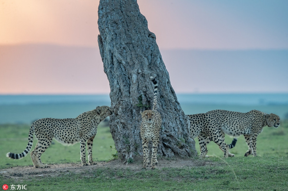 Mới đây, nhiếp ảnh gia, nhà văn, hướng dẫn viên du lịch Paul Goldstein đến từ Wimbledon, Anh đã ghi lại được những hình ảnh tuyệt đẹp về " cây sinh mệnh" ở châu Phi.
