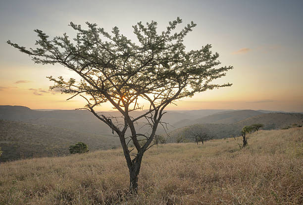 Hơn nữa, theo người dân địa phương, lá của loài cây sinh mệnh này cũng có thể được sử dụng để điều trị viêm mắt ở gia súc và bệnh trĩ ở con người.