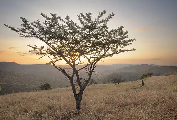 Hơn nữa, theo người dân địa phương, lá của loài cây sinh mệnh này cũng có thể được sử dụng để điều trị viêm mắt ở gia súc và bệnh trĩ ở con người.