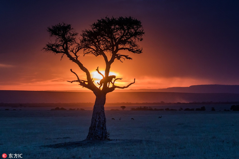 Con người lại dùng rễ của cây sấy khô, rang lên và xay ra để thay thế cho cà phê. Hoặc, họ có thể nghiền rễ cây và nấu lên như nấu cháo. Thân cây có thể sử dụng để trữ nước mưa và ngay cả những nụ hoa cũng giống như quả mọng, đều ăn được.