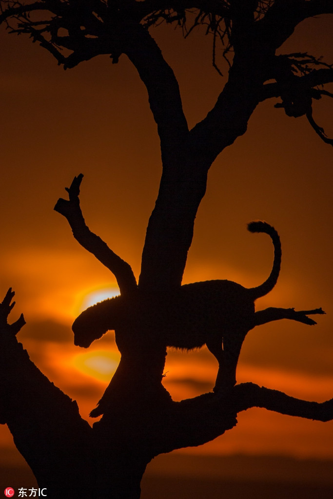 Tại địa phương, người dân gọi đây là "cây sinh mệnh", lý do là bởi cả con người và động vật đều có thể sống nhờ nó. Những loài động vật có thể ăn lá của của cây để duy trì sự sống.