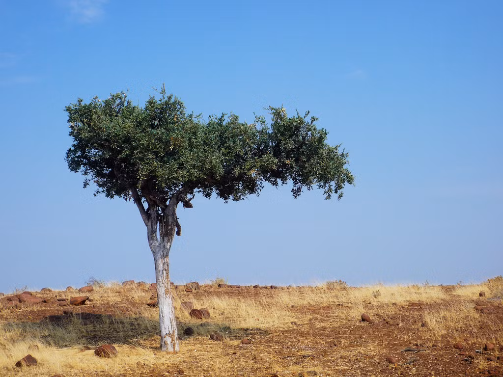 Chúng có thể chịu được điều kiện lượng mưa thấp và môi trường khô cằn, nóng bức của sa mạc Namib và vùng đất đá Kunene.