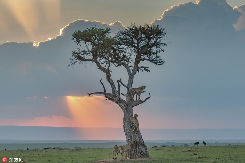 Theo tìm hiểu, "cây sinh mệnh" còn được gọi là "cây người chăn cừu", là một được bảo vệ ở Nam Phi. Đây là một loại cây thường xanh có nguồn gốc ở niềm Nam và vùng nhiệt đới châu Phi, thường sinh trưởng trong các vùng trũng nóng, khô và lợ. Thi thoảng chúng cũng mọc ở những vùng đất trù phú và địa hình đá hiểm trở.