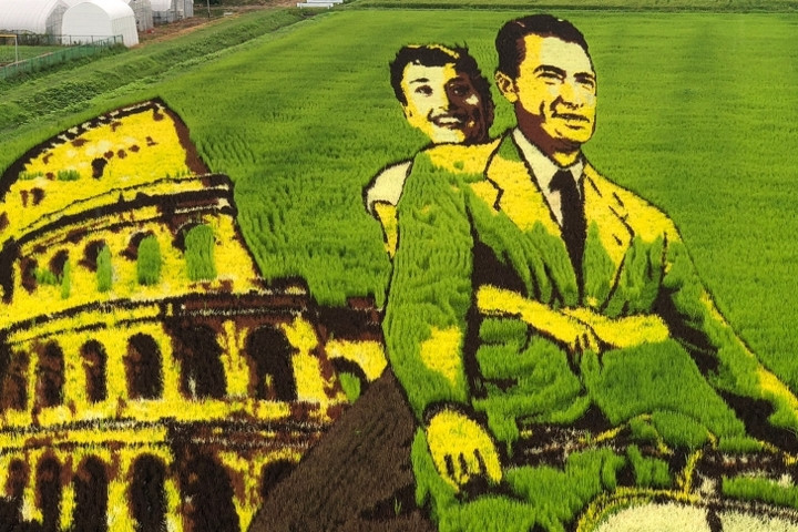 Nghệ thuật cánh đồng lúa ở Nhật Bản tạo ra những hình ảnh ấn tượng bằng cách trồng các loại lúa khác nhau để tạo hình.