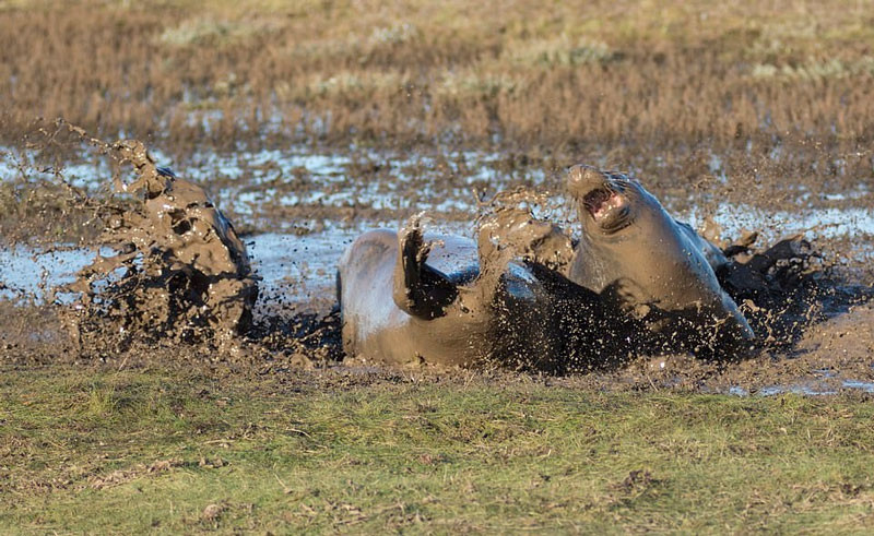Su tu bien gia chien thang vat va truoc ke muon chiem ngoi-Hinh-3