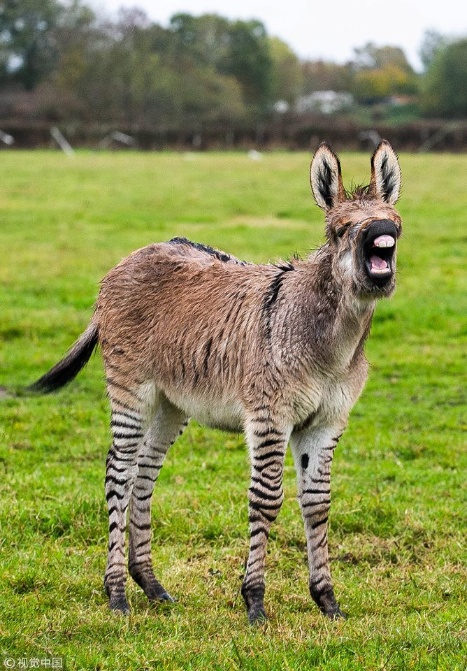 Hiện tại, động vật lai nửa lừa nửa ngựa vằn này đang được mẹ mình chăm sóc, bảo bọc vô cùng cẩn thận. Ngựa vằn mẹ hầu như không bao giờ cho phép đứa con lai của mình chạy tra khỏi tầm nhìn.