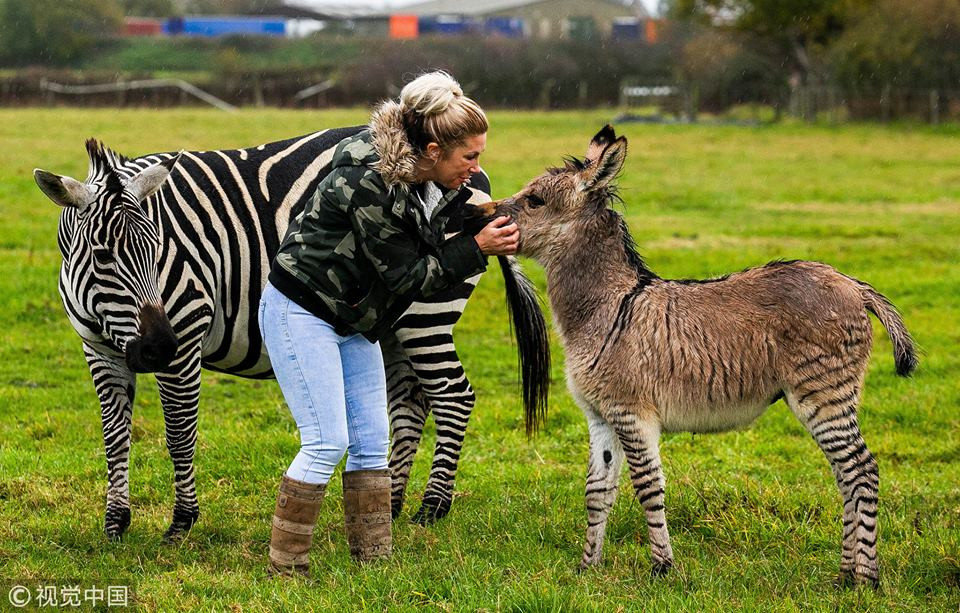 Chủ nhân của trang trại nói rằng sự ra đời của Zippy là một "phép lạ" vì cô thậm chí còn không biết con ngừa vằn mẹ đã mang thai.