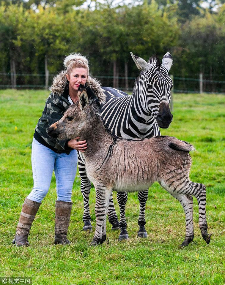 Thừa kế ngoại hình của cha là một con lừa nhưng Zippy lại cũng sở hữu những sọc vằn vô cùng đặc biệt chạy gần hết cơ thể.