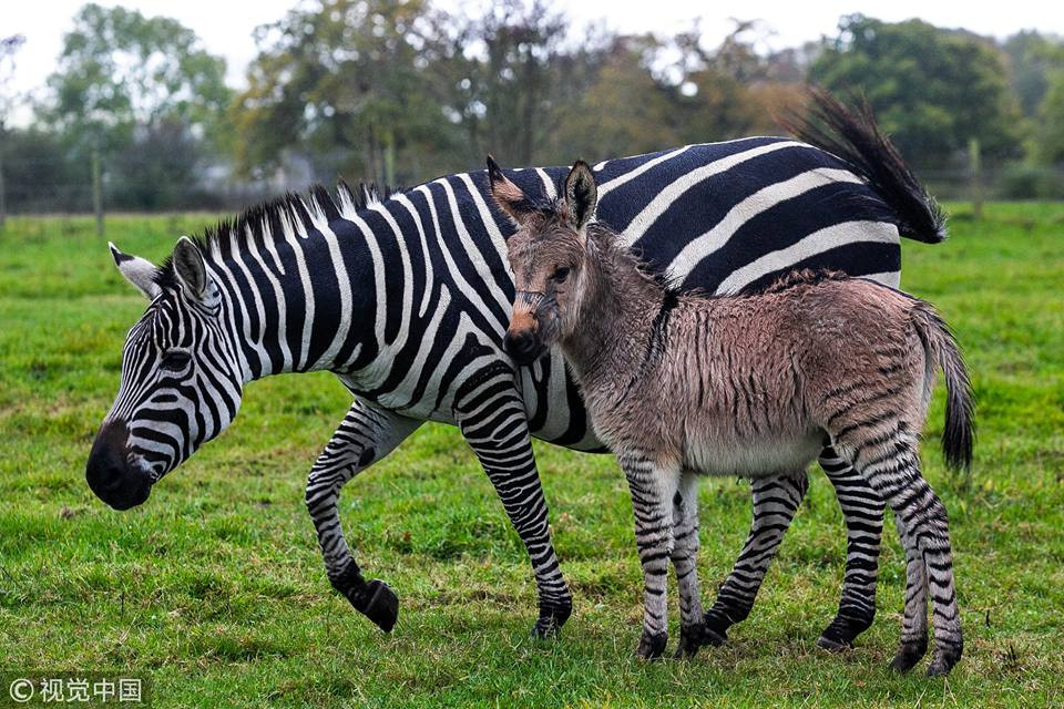 Mới đây, một "quái vật lai" cực kỳ hiếm có đã được sinh ra tại một trang trại ở South Barrow, Somerset, Anh.