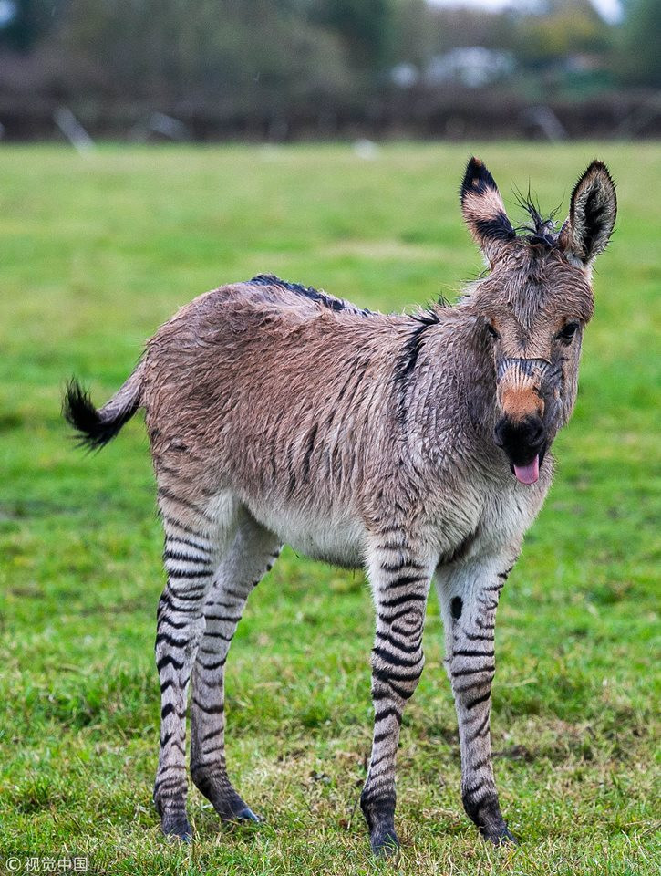Zippy chỉ vừa mới được sinh ra vào ngày 2/10 vừa qua, nó được cho là giống lai thứ hai ở Anh.