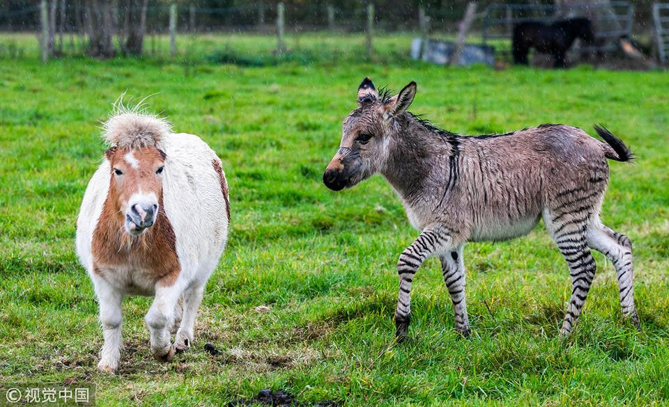 Người chủ cũng nói thêm rằng đây là quá trình lai tạo hoàn toàn tự nhiên, không hề có sự giúp đỡ hay can thiệp của con người. Có lẽ bố và mẹ của Zippy đã tìm đến nhau vì sự phù hợp đặc biệt nào đó.
