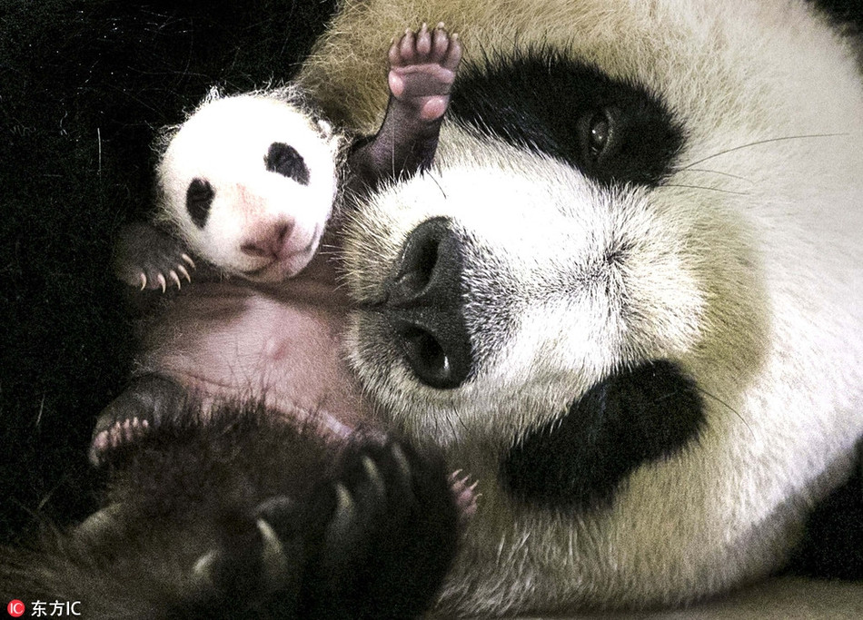 Chào đời không lâu, gấu trúc con đã thể hiện bản lĩnh siêu đáng yêu của mình bằng cách vẫy bàn tay bé xíu chào hỏi mọi người.