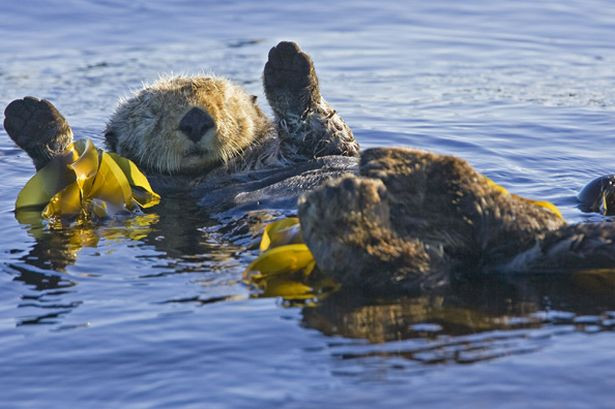 Mặc dù đang thả mình trôi lững lờ cùng đám rong rêu, con rái cá này vẫn cố ngóc dậy để chào nhiếp ảnh gia đã chú ý đến mình.