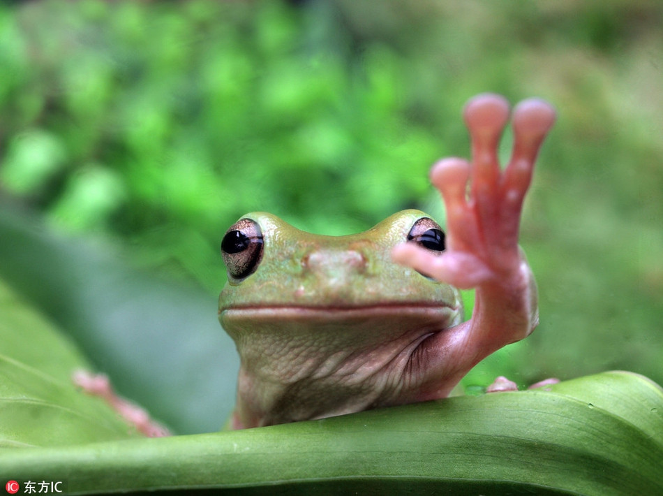 Đã quay đi rồi, chú ếch cây lịch sự này vẫn cố quay lại, vẫy tay chào bằng được nhiếp ảnh gia, thể hiện sự thân thiện của mình.