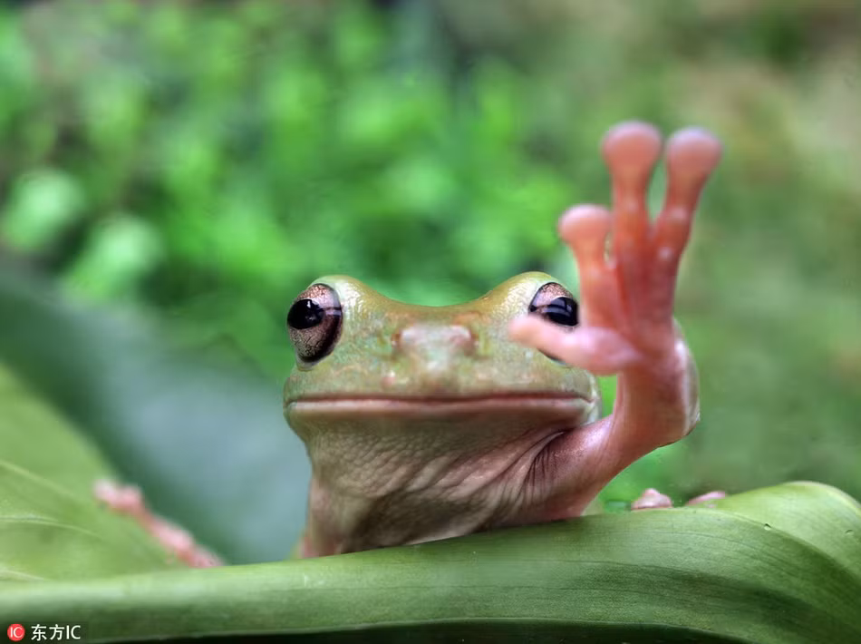 Đã quay đi rồi, chú ếch cây lịch sự này vẫn cố quay lại, vẫy tay chào bằng được nhiếp ảnh gia, thể hiện sự thân thiện của mình.