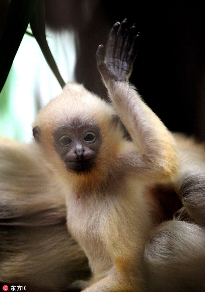 Được mẹ bế trên lòng thế nhưng chú khỉ này vẫn không quên làm dáng vã đưa tay chào đúng chuẩn kiểu mẫu.