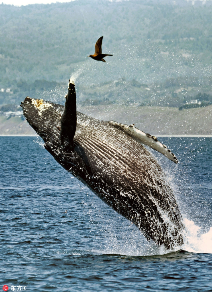 Không chỉ giương vây, con cá voi lưng gù này còn có cách chào hỏi vô cùng ấn tượng, nó tung mình trên không trung và vẽ nên một đường cong tuyệt đẹp.