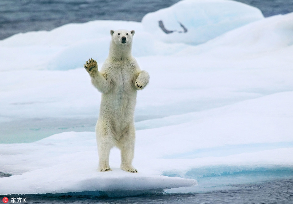 Không chỉ giơ tay như muốn nói "xin chào", con gấu trắng Bắc cực này còn thể hiện sự thân thiện bằng cách đứng thẳng lên bằng hai chân như con người.