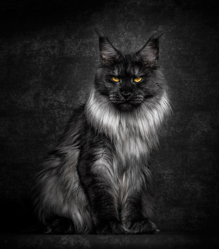 Mèo Maine Coon được mệnh danh là loài mèo huyền thoại cổ xưa cũng bởi vẻ đẹp sang chảnh đậm chất quý tộc, hoàng gia của mình. Đây cũng là loài mèo thuần chủng lớn nhất thế giới.