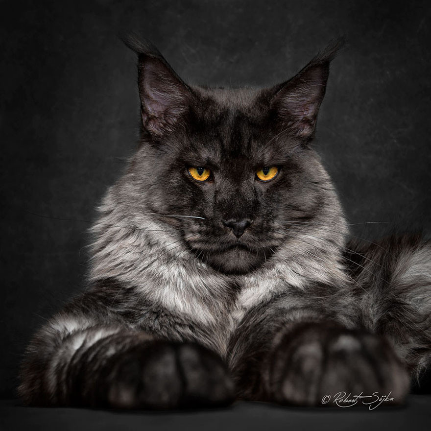 Cái tên Maine Coon xuất phát từ việc loài mèo này là nòi bản địa của bang Maine. Cũng chính loài mèo này được bang chọn là động vật đại diện cho mình.