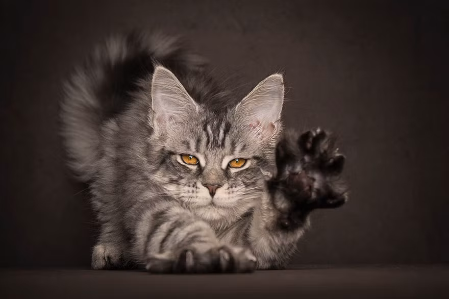 Về cơ bản, mèo Maine Coon có họ hàng gần nhất với chi linh miêu, một chi chứa 4 loài mèo hoang kích thước trung bình. Tất cả đều rất đẹp và có vẻ huyền bí hiếm có.