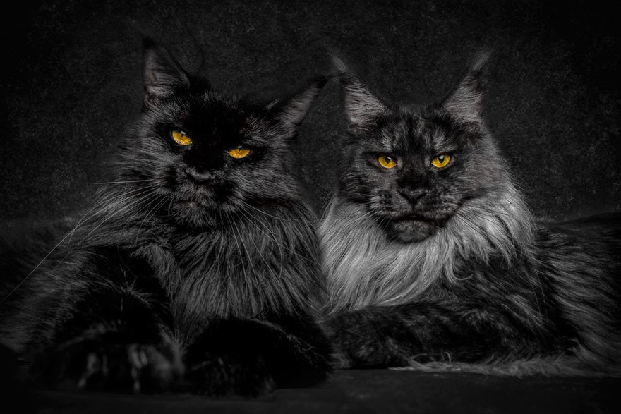 Nguồn gốc của mèo khổng lồ Maine Coon đến nay vẫn là một điều bí ẩn. Mặc dù khó có khả năng xảy ra nhưng vẫn có một truyền thuyết cho rằng loài mèo này là kết quả của sự lai tạo giữa mèo và gấu trúc.