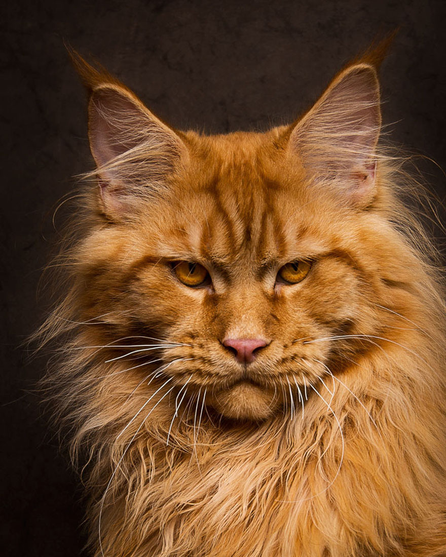 Xem thêm một số hình ảnh mèo Maine Coon tuyệt đẹp.