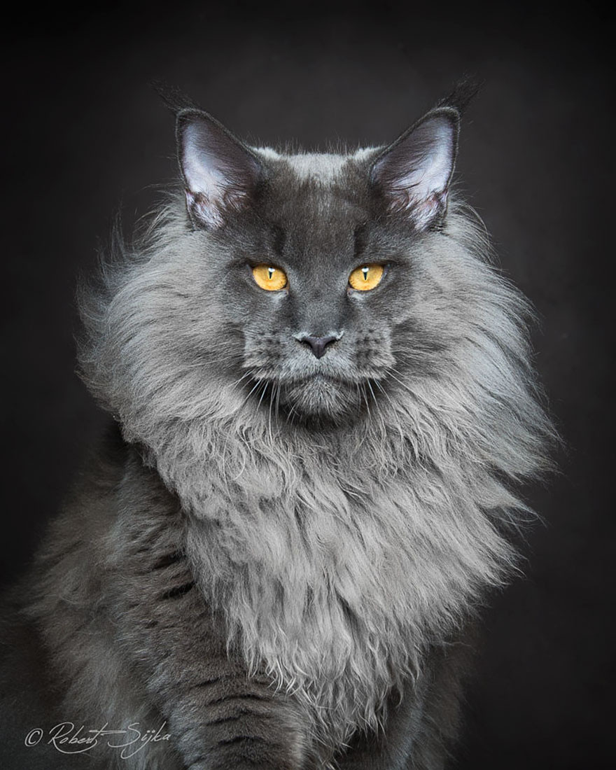 Theo tìm hiểu, mèo Maine Coon hay mèo lông dài Mỹ là một nòi mèo nhà có đặc điểm kiểu hình đặc trưng và có kỹ năng săn mồi đáng nể. Nó là một trong những nòi mèo tự nhiên cổ xưa nhất ở Bắc Mỹ.