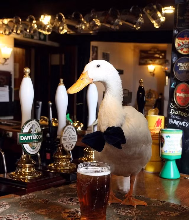 Chu vit ky di uong ruou bia nhu uong nuoc gay sung sot