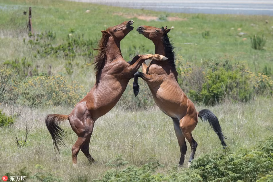 Ngua duc dom dang, chien dau toi boi cung phai khoe dep